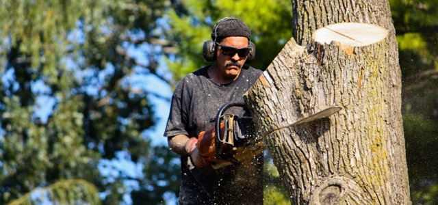 Tala y poda de árboles en Kenosha Wisconsin